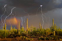 Lightning storm with rainbow over Saguaro cactus (Carnegiea gigantea) near Redrock, Arizona State Trust, Sonoran Desert, Arizona. September 2015. Long exposure with lightning trigger.