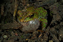 Puer tree frog (Rhacophorus puerensis) male calling, Gaoligong Mountain National Nature Reserve, Tengchong county, Yunnan Province, China. May.