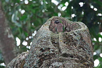 Derby's parakeet (Psittacula derbiana) in nest cavity, Simao Prefecture, Yunnan Province, China. May.