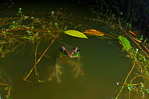 Yunnan flying frog (Rhacophorus gongshanensis) swimming at night, Gaoligong Mountain National Nature Reserve, Tengchong county, Yunnan Province, China. May.