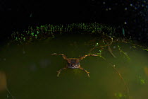 Yunnan squat frog (Calluella yunnanensis) swimming at night, Gaoligong Mountain National Nature Reserve, Tengchong county, Yunnan Province, China. May.