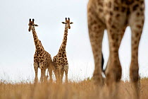 South African giraffe (Giraffa camelopardalis) group,  Itala Game Reserve, KwaZulu-Natal, South Africa.
