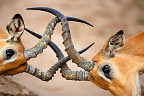 Impala (Aepyceros melampus) rams fighting, Chobe National Park, Botswana.