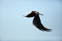 Longtailed widowbird (Eupletes progne) male in flight,  Rietvlei Nature Reserve, South Africa.