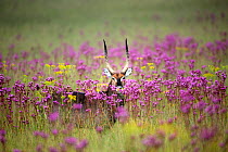 Waterbuck (Kobus ellipsiprymnus) looking out from PomPom weed (Campuloclinium macrocephalum) flowers, a highly invasive species, Rietvlei Nature Reserve, South Africa.