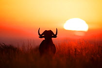 Black wildebeest (Connochaetus gnou) bull silhouetted at dawn,  Rietvlei Nature Reserve, Gauteng Province, South Africa.