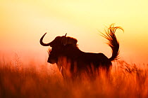 Black wildebeest (Connochaetus gnou) bull snorting, silhouetted at dawn,  Rietvlei Nature Reserve, Gauteng Province, South Africa.