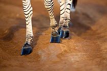 Burchell's zebra (Equus quagga burchellii) hoofs,  Rietvlei Nature Reserve, Gauteng Province, South Africa.