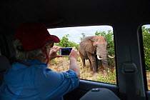 Tourist in vehicle taking photograph of  African elephant (Loxodonta africana) with mobile phone, Kruger National Park, South Africa. March 2015.