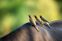 Yellowbilled oxpecker (Buphagus africanus) group of three of Buffalo,  back of Kruger National Park, South Africa.