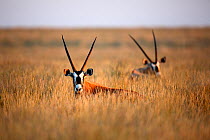 Gemsbok (Oryx gazella) two in grass, Mokala National Park; South Africa.
