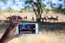 Tourist using mobile phone to film Impala (Aepyceros melampus) Kruger National Park, South Africa.