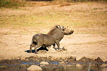 Warthog (Phacochoerus africanus) scratching after wallowing, Kruger National Park, South Africa.
