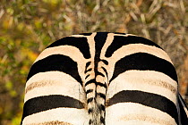 Tail and buttocks of Burchell's zebra (Equus quagga burchellii) Kruger National Park, South Africa.