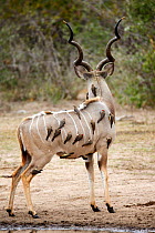 Greater kudu (Tregalaphus strepsiceros) covered in Yellowbilled oxpeckers (Buphagus africanus) rear view, Kruger National Park, South Africa.