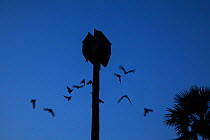 Bats flying to roost in artificial bat house at night. Bat houses are built near camps to prevent them forming colonies in buidligns, Kruger National Park, South Africa.