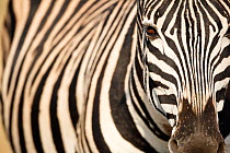 Burchell's zebra (Equus quagga burchellii) Itala Game Reserve, KwaZulu-Natal, South Africa.