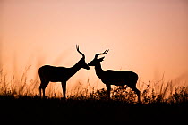 Impala (Aepyceros melampus) rams smelling each other, silhouetted at dawn,  Itala Game Reserve, KwaZulu-Natal, South Africa.