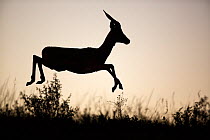 Impala (Aepyceros melampus) leaping, silhouetted at dawn, Itala Game Reserve, KwaZulu-Natal, South Africa.