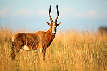 Blesbok (Damaliscus dorcas phillipsi) horns covered in plastic for translocation, Gauteng Province; Rietvlei Nature Reserve, South Africa.