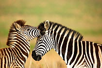 Burchell's zebra (Equus quagga burchellii) allo grooming, Gauteng Province, Rietvlei Nature Reserve, South Africa.