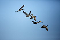 Yellowbilled duck (Anas undulata) flock, flying in a row,   Marievale Bird Sanctuary, Gauteng Province, South Africa. June.