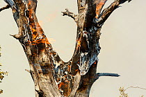 Tree on fire, Kruger National Park, South Africa.