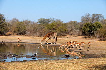 South African giraffe (Giraffa camelopardalis giraffa),  Impala (Aepyceros melampus) and birds including Wooly necked stork (Ciconia episcopus) and Grey heron (Ardea cinerea) at waterhole, Kruger Nati...