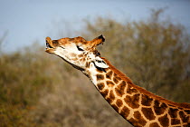 South African giraffe (Giraffa camelopardalis giraffa) exhibiting flehmen response, Kruger National Park, South Africa; South Africa.