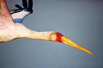 Yellowbilled stork (Mycteria ibis) in flight, close up of face and beak, Kruger National Park, South Africa.