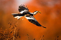 Yellow-billed hornbill (Tockus flavirostrus) in flight, Kruger National Park, South Africa.