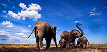 African elephants (Loxodonta africana) gathering at a waterhole, wide angle view. Maasai Mara National Reserve, Kenya.