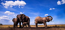 African elephants (Loxodonta africana) gathering at a waterhole, wide angle view. Maasai Mara National Reserve, Kenya.