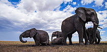 African elephants  (Loxodonta africana) wallowing at a waterhole, wide angle perspective. Maasai Mara National Reserve, Kenya.