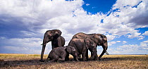 African elephants  (Loxodonta africana) wallowing and drinking at a waterhole, wide angle perspective. Maasai Mara National Reserve, Kenya.