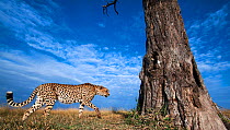 Cheetah (Acinonyx jubatus) male approaching a tree, wide angle view, Maasai Mara National Reserve, Kenya.