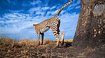 Cheetah (Acinonyx jubatus) male scent marking a tree, wide angle view. Maasai Mara National Reserve, Kenya.