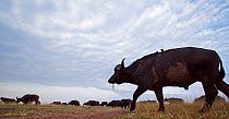 African buffalo (Syncerus caffer) herd on the move, wide angle view. Maasai Mara National Reserve, Kenya.