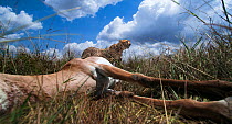 Cheetah  (Acinonyx jubatus) male juvenile aged about 18 months approaching a kill, wide angle view. Maasai Mara National Reserve, Kenya.