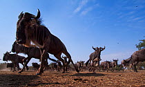 Blue wildebeest herd running (Connochaetes taurinus) remote camera with wide  angle perspective. Maasai Mara National Reserve, Kenya.