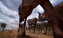 Blue wildebeest (Connochaetes taurinus) herd running remote camera with wide  angle perspective. Maasai Mara National Reserve, Kenya.