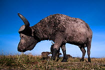 African buffalo (Syncerus caffer) male, wide angle view, Maasai Mara National Reserve, Kenya.