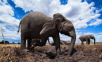 African elephants (Loxodonta africana) wallowing at a waterhole, wide angle view. Maasai Mara National Reserve, Kenya.