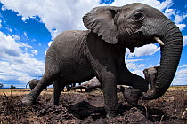 African elephants (Loxodonta africana) wallowing at a waterhole, wide angle view. Maasai Mara National Reserve, Kenya.