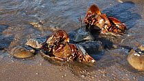 Pair of Horseshoe crabs (Limulus polyphemus) mating on the shore, turned upside down by waves and strugling to turn the right way up, Delaware bay, Delaware, USA. June.