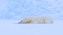 Juvenile female Polar bear (Ursus maritimus) near a seal carcass, with a glacier in the background, Svalbard, Norway, March.