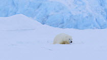 Juvenile female Polar bear (Ursus maritimus) hunting for seals at breathing holes in the ice, Svalbard, Norway, March.