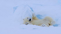 Juvenile female Polar bear (Ursus maritimus) rolling, playing with ice in a fjord, Svalbard, Norway, March.