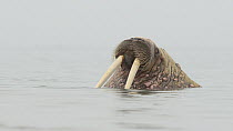 Male Walrus (Odobenus rosmarus) at the surface, yawning, Svalbard, Norway. August.