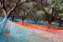 Net under Olive trees (Olea europaea) for harvesting olives, Sainte-Lucie-de-Tallano, Corsica Island, France, September